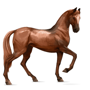 jazdecký kôň americký paint horse čierny overo