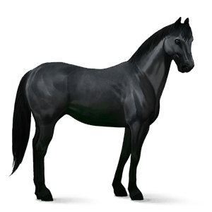 jazdecký kôň quarter horse gaštanový