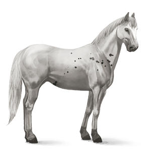 jazdecký kôň appaloosa čierny leopard