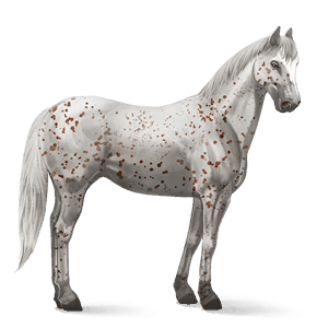 jazdecký kôň americký paint horse ryšiak tovero