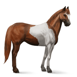 jazdecký kôň americký paint horse gaštanový tobiano