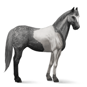 jazdecký kôň škvrnitý šedý tobiano