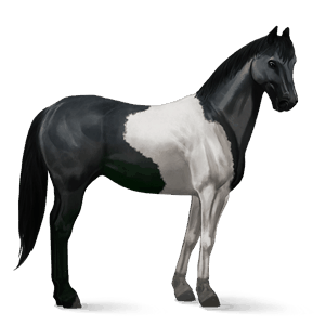 jazdecký kôň americký paint horse čierny tobiano