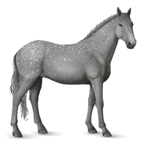 jazdecký kôň Írsky lovecký kôň tmavý hnedák