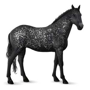 jazdecký kôň americký paint horse gaštanový tobiano