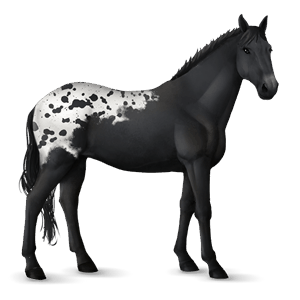 jazdecký kôň americký paint horse myšací šedý tobiano