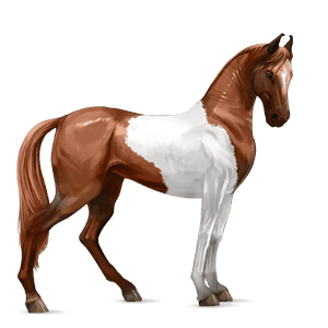 jazdecký kôň americký paint horse gaštanový tobiano