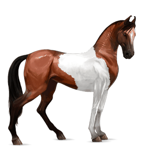 jazdecký kôň americký paint horse čerešňový tobiano