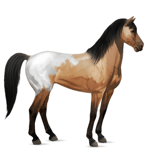 jazdecký kôň americký paint horse tmavý hnedák tobiano