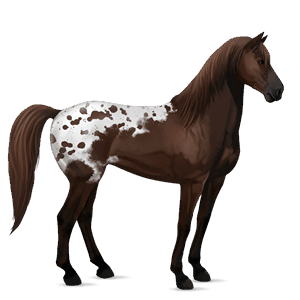 jazdecký kôň americký paint horse škvrnitý šedý tobiano