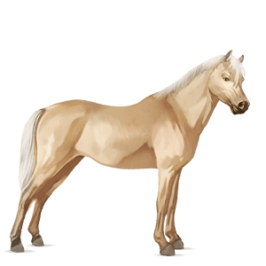 poník waleský pony palomino