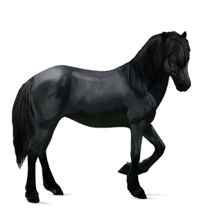 jazdecký kôň americký paint horse čerešňový tobiano