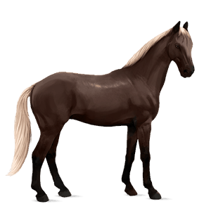 jazdecký kôň americký paint horse gaštanový tobiano