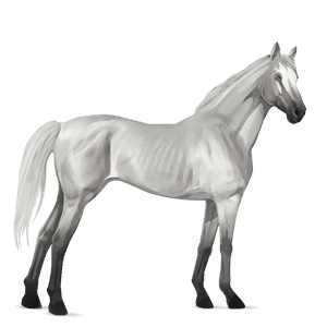 jazdecký kôň americký paint horse čerešňový tobiano