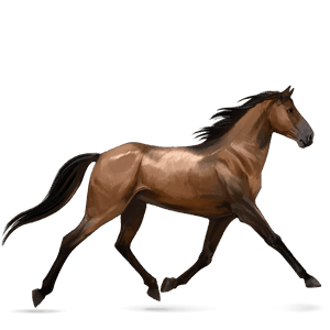 jazdecký kôň americký paint horse čerešňový tobiano